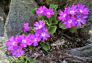 21 Primula irsuta (Primula hirsuta)